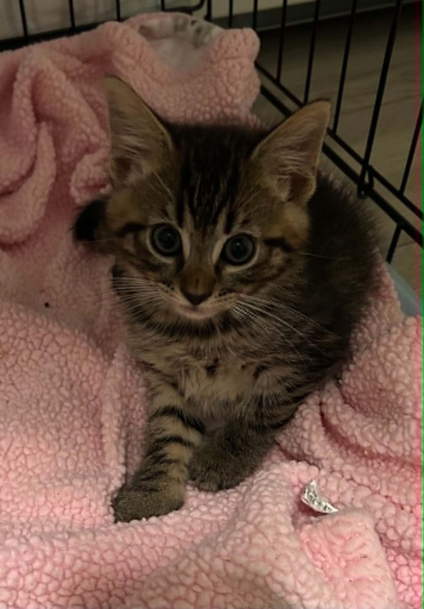 Alec, a ADOPTABLE Domestic Medium Hair in Wading River, NY image 2/5
