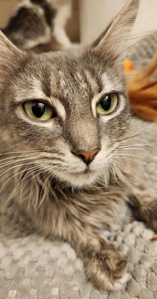 Melody, Adoptable, Young Female Domestic Medium Hair.