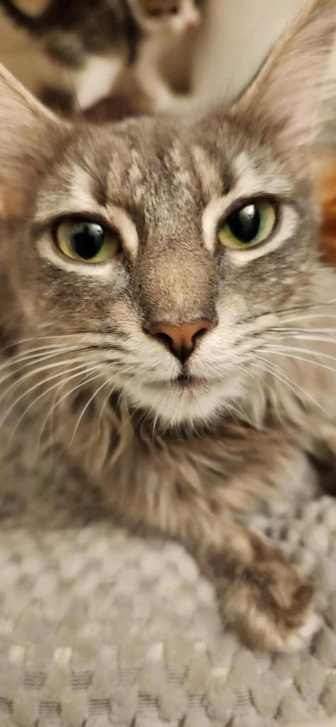 Enlarge Melody, a Adoptable mixed breed in Warren, MI image 2/2