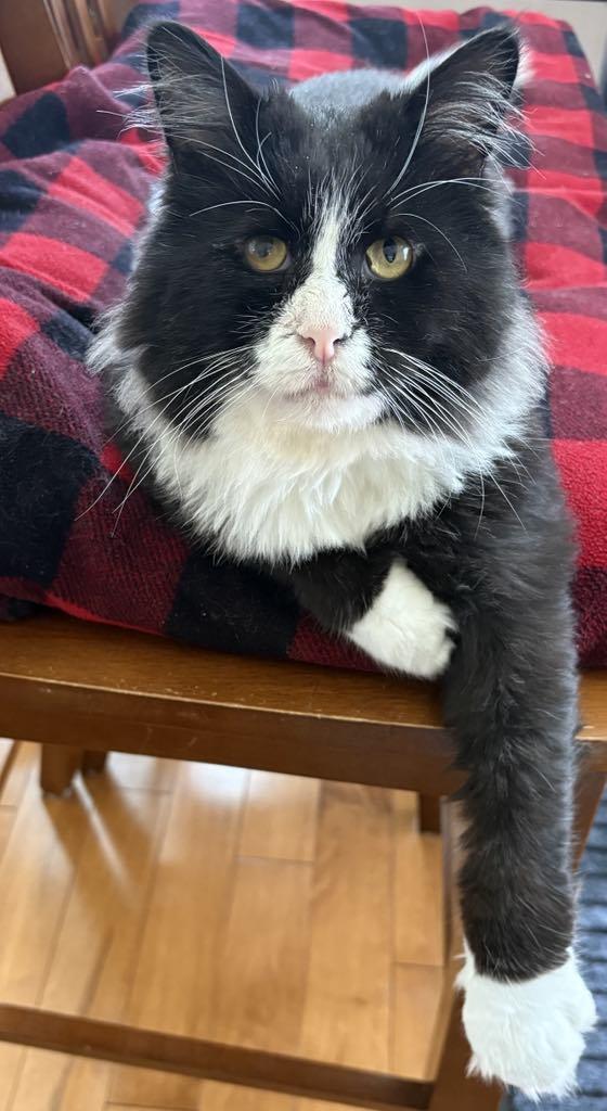 Enlarge Maurice, a Adoptable Domestic Medium Hair in Pointe-Claire, QC image 1/5