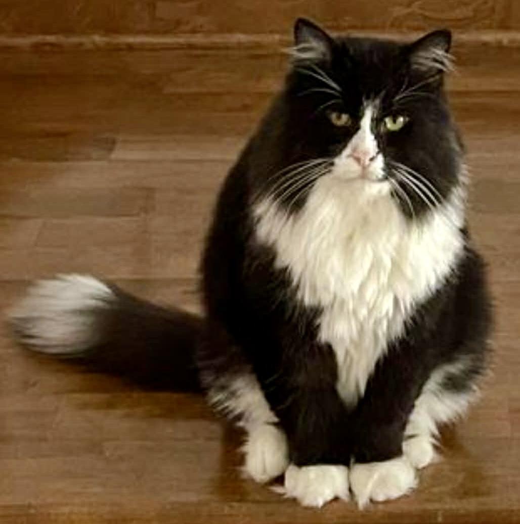 Maurice, Adoptable, Adult Male Domestic Medium Hair.