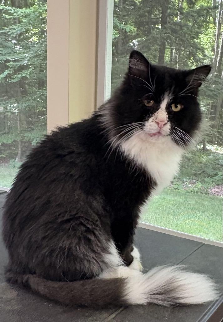 Enlarge Maurice, a Adoptable Domestic Medium Hair in Pointe-Claire, QC image 2/5