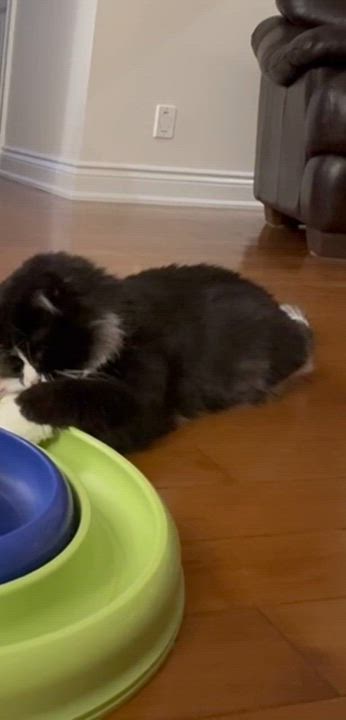 Enlarge Maurice, a Adoptable Domestic Medium Hair in Pointe-Claire, QC video 4/5