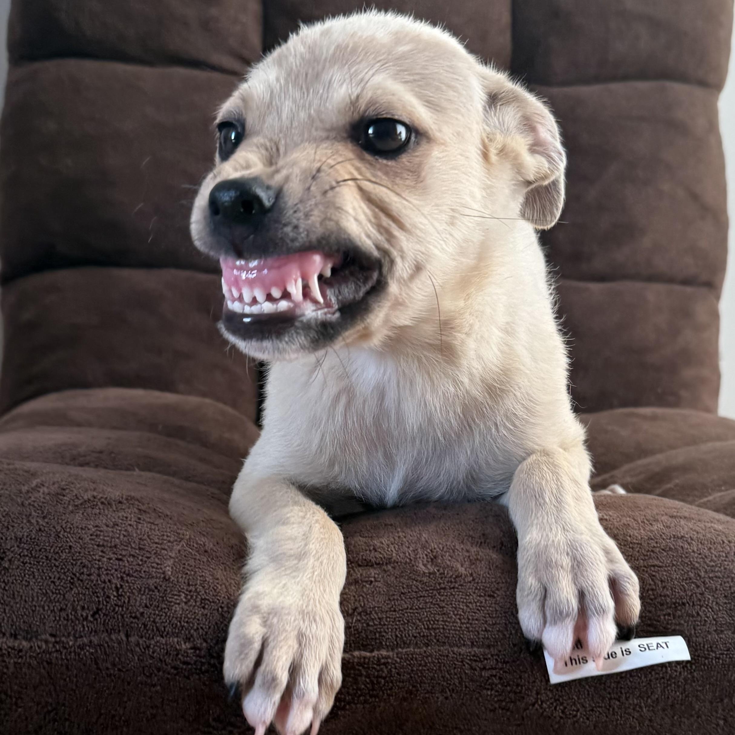 Milky~ Aka Smiley Boy thumbnail 3