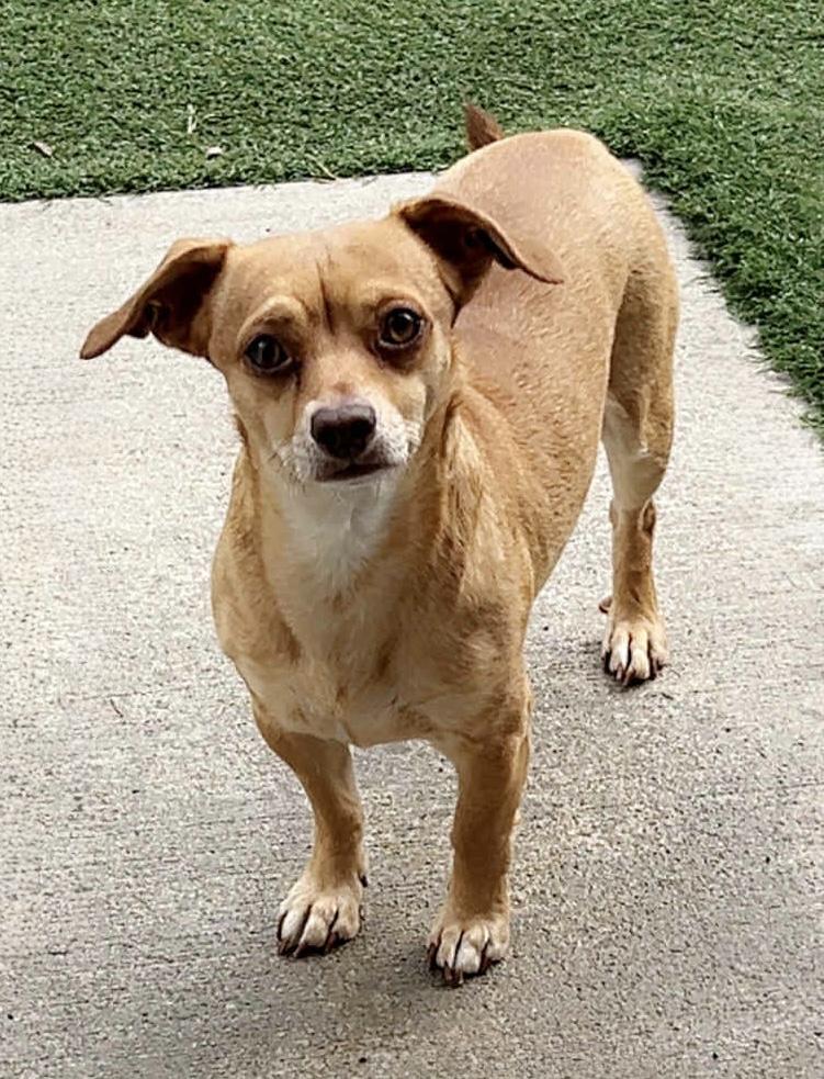 Peanut
