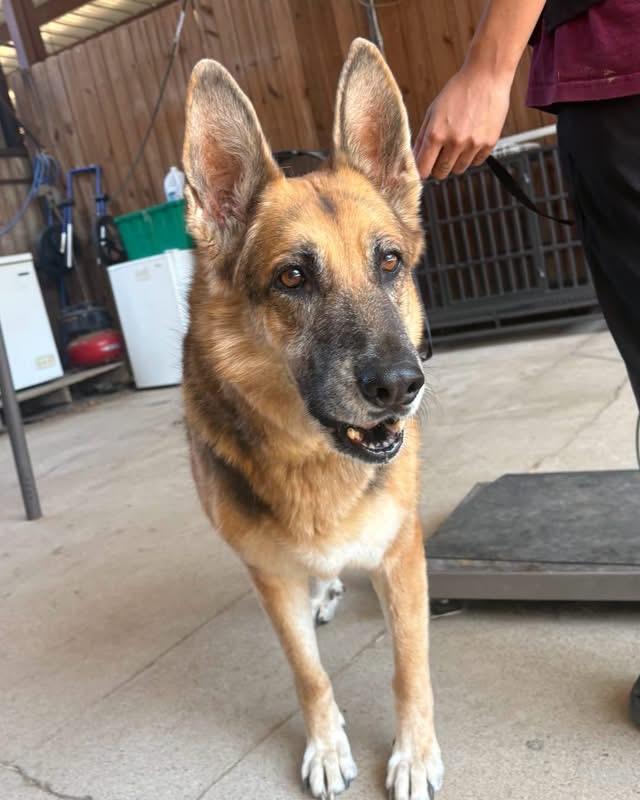 Maggie photo