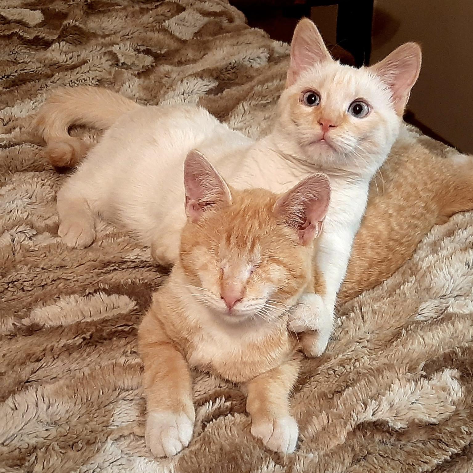 Cheddar and Roo, ADOPTABLE, Adult Male Domestic Short Hair.
