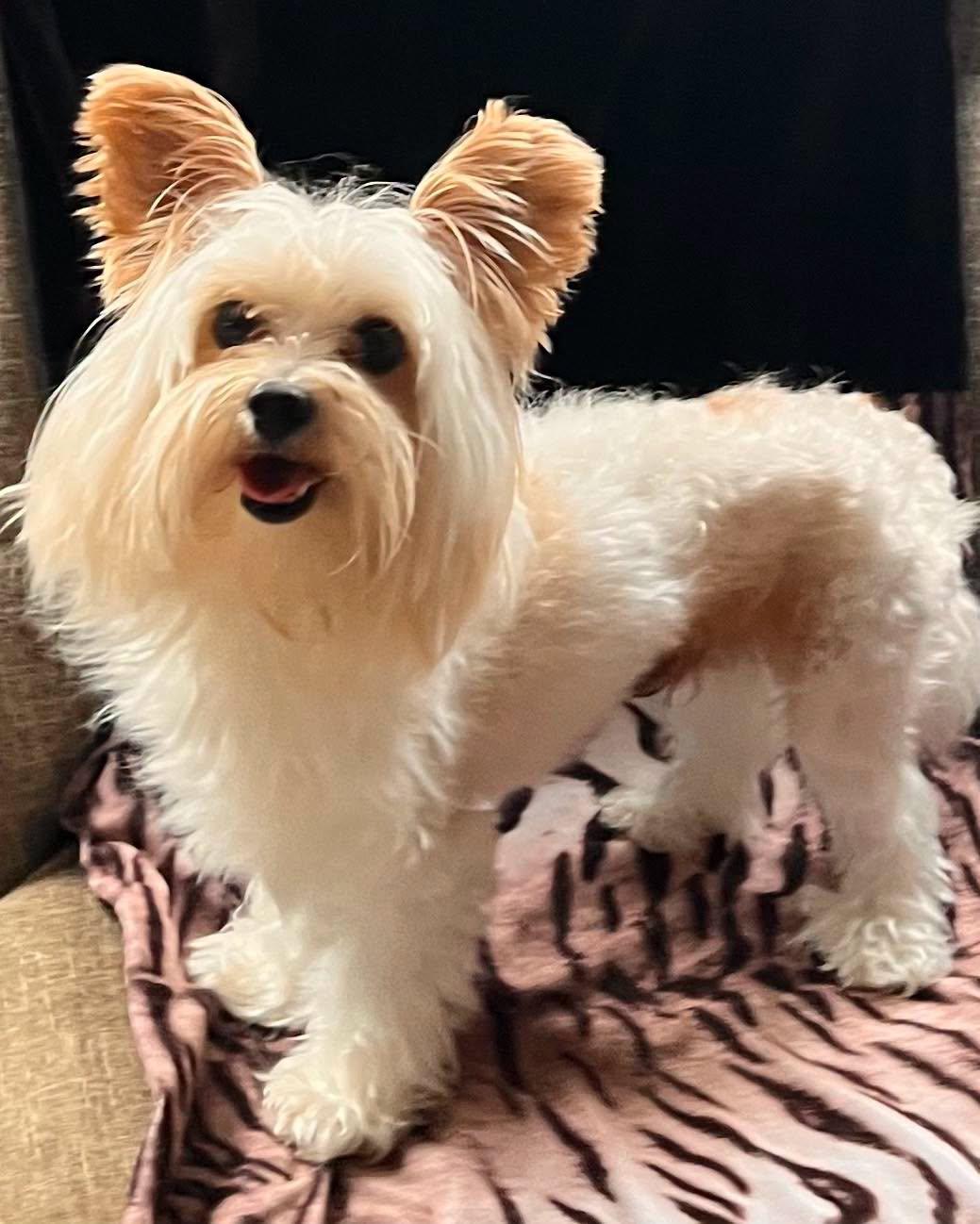 Enlarge Blu, a ADOPTABLE Yorkshire Terrier in Egg Harbor City, NJ image 3/3