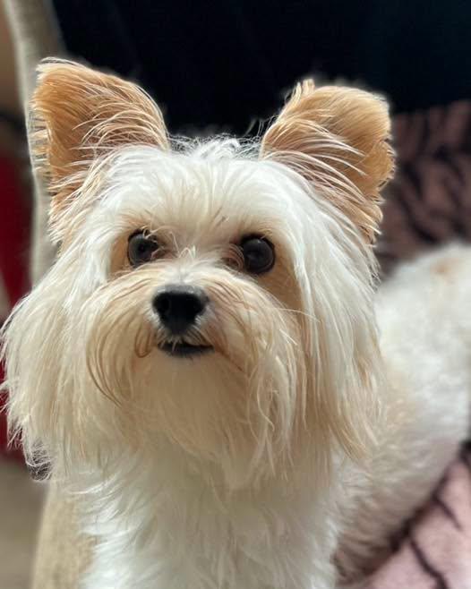 Enlarge Blu, a ADOPTABLE Yorkshire Terrier in Egg Harbor City, NJ image 1/3