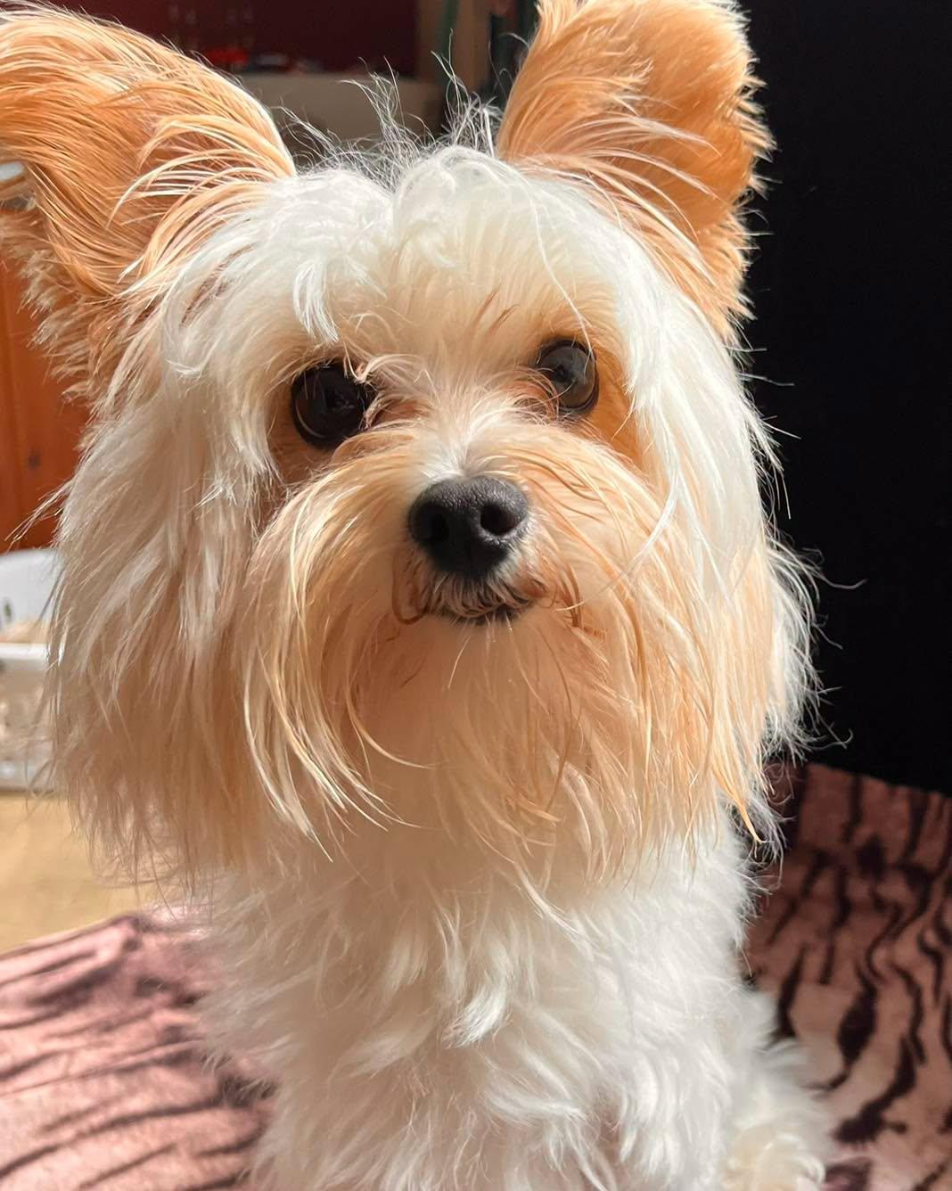 Enlarge Blu, a ADOPTABLE Yorkshire Terrier in Egg Harbor City, NJ image 2/3