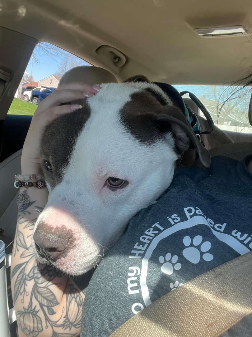 Enlarge Lloyd , an adoptable mixed breed in Youngstown, OH image 2/6