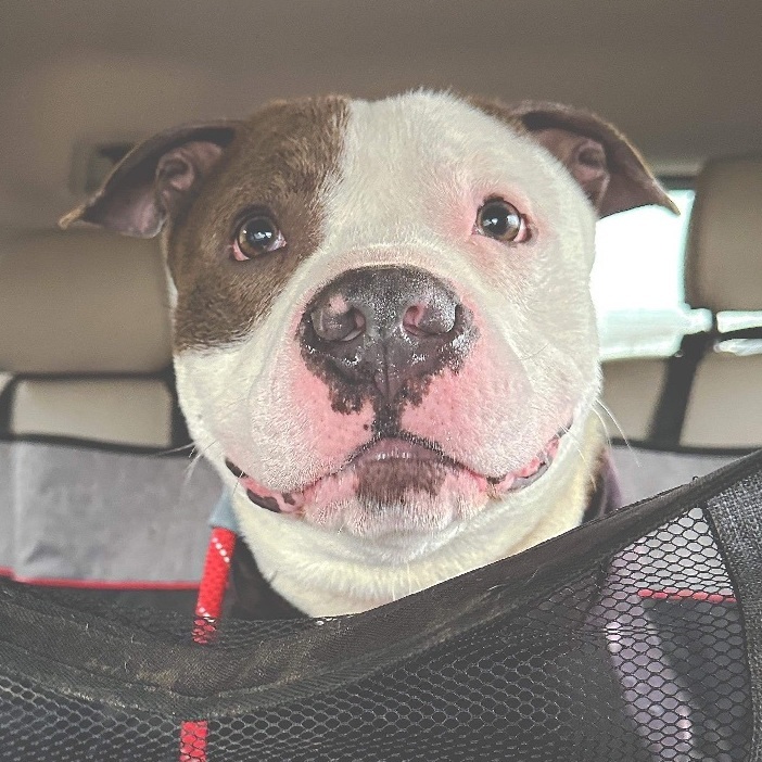 Enlarge Lloyd , an adoptable mixed breed in Youngstown, OH image 1/6