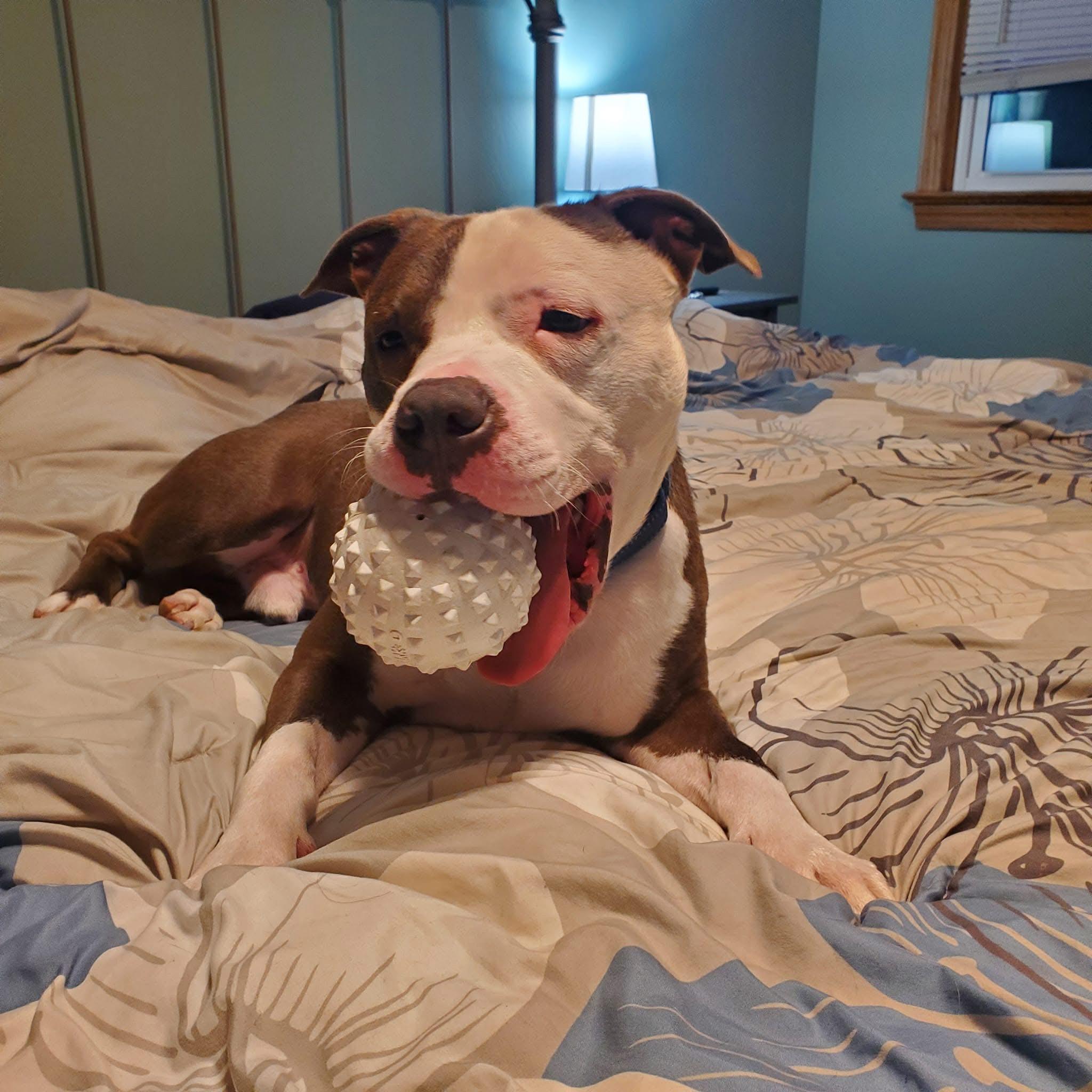 Enlarge Lloyd , an adoptable mixed breed in Youngstown, OH image 3/6