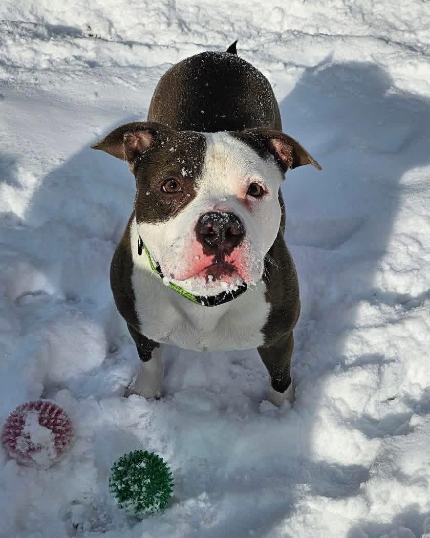 Lloyd , adoptable, Adult Male American Staffordshire Terrier.