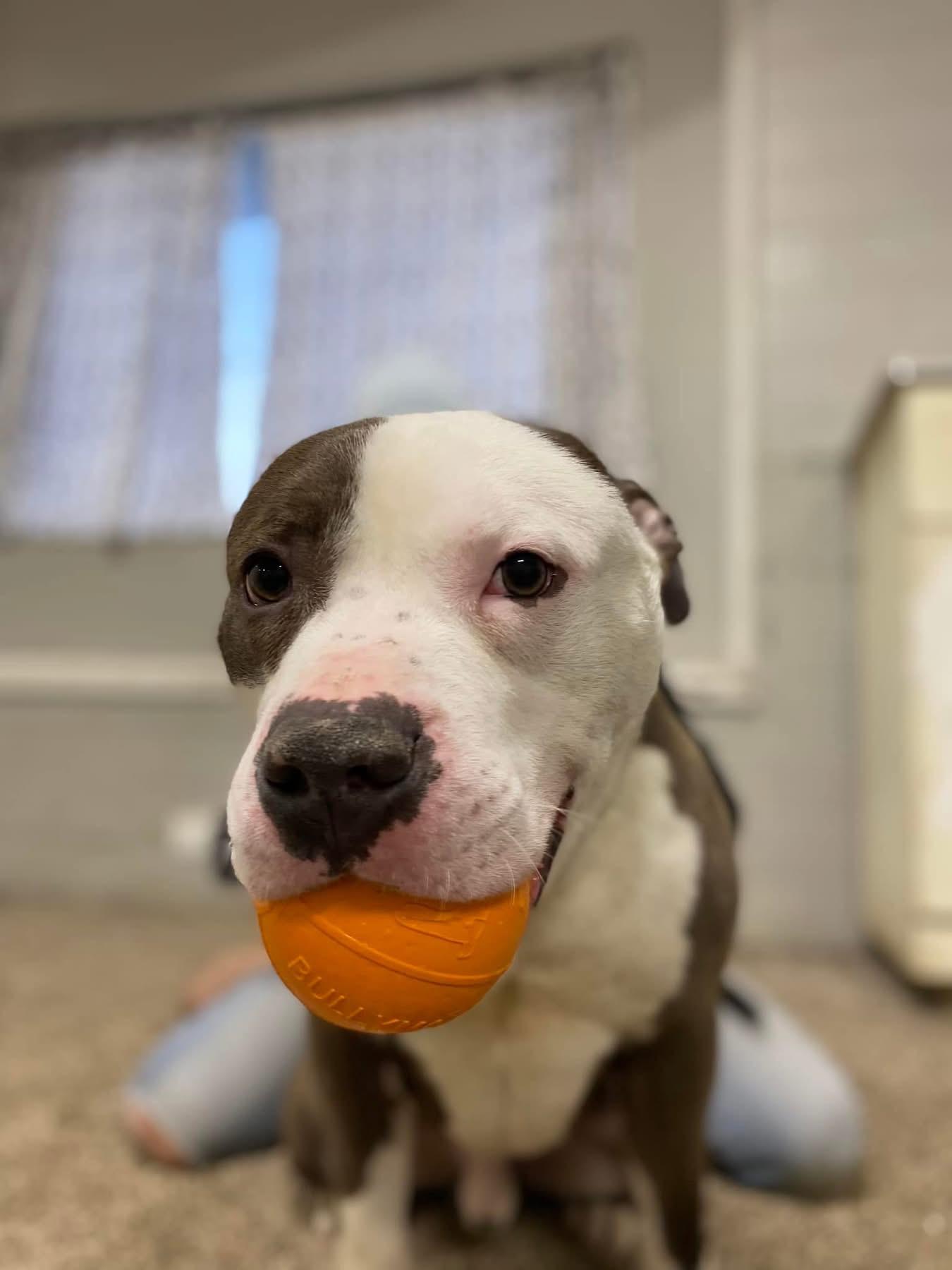 Enlarge Lloyd , an adoptable mixed breed in Youngstown, OH image 5/6