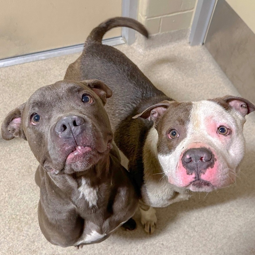 Enlarge Lloyd , an adoptable mixed breed in Youngstown, OH image 6/6