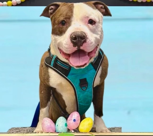 Enlarge Lloyd , an adoptable mixed breed in Youngstown, OH image 4/6