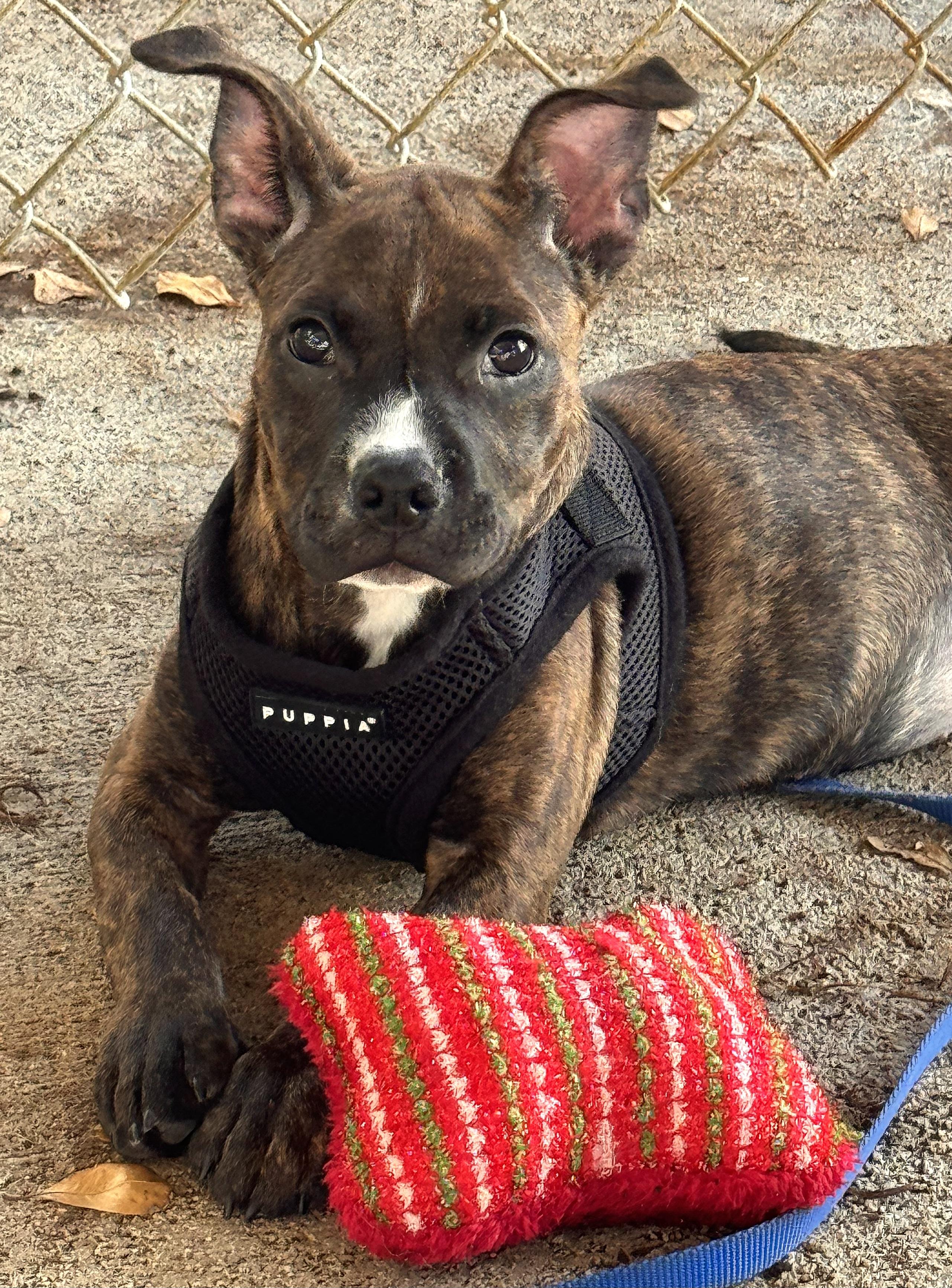 Zoey 9325, a Adoptable mixed breed in Boca Raton, FL image 1/2