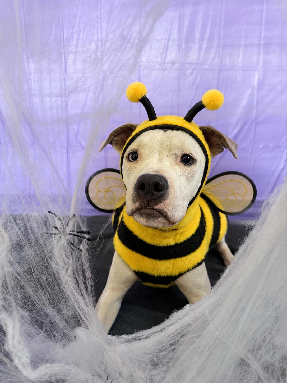 Windy, Adoptable, Young Female Pit Bull Terrier.