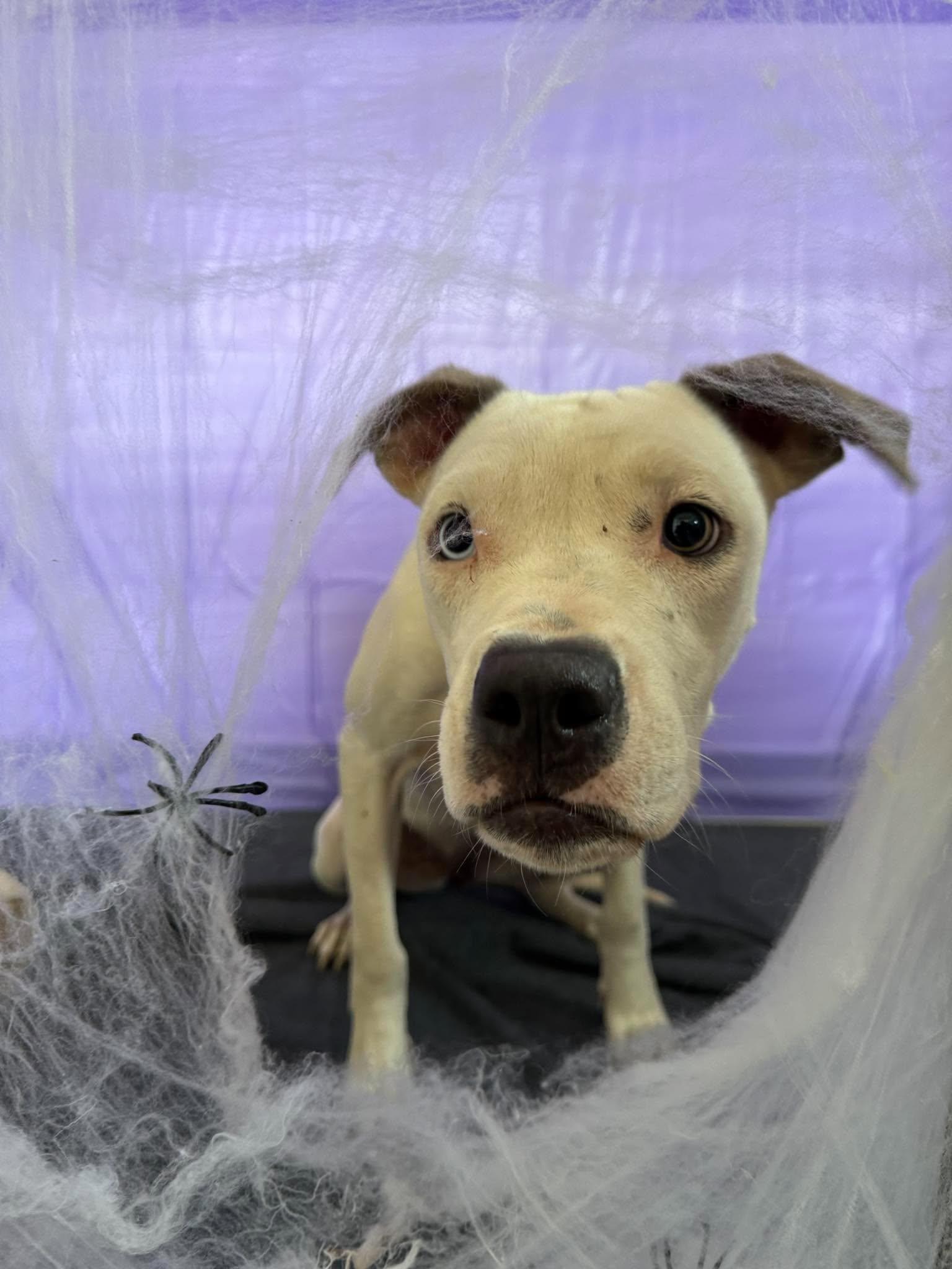Enlarge Windy, a Adoptable Pit Bull Terrier in Chickasha, OK image 3/3