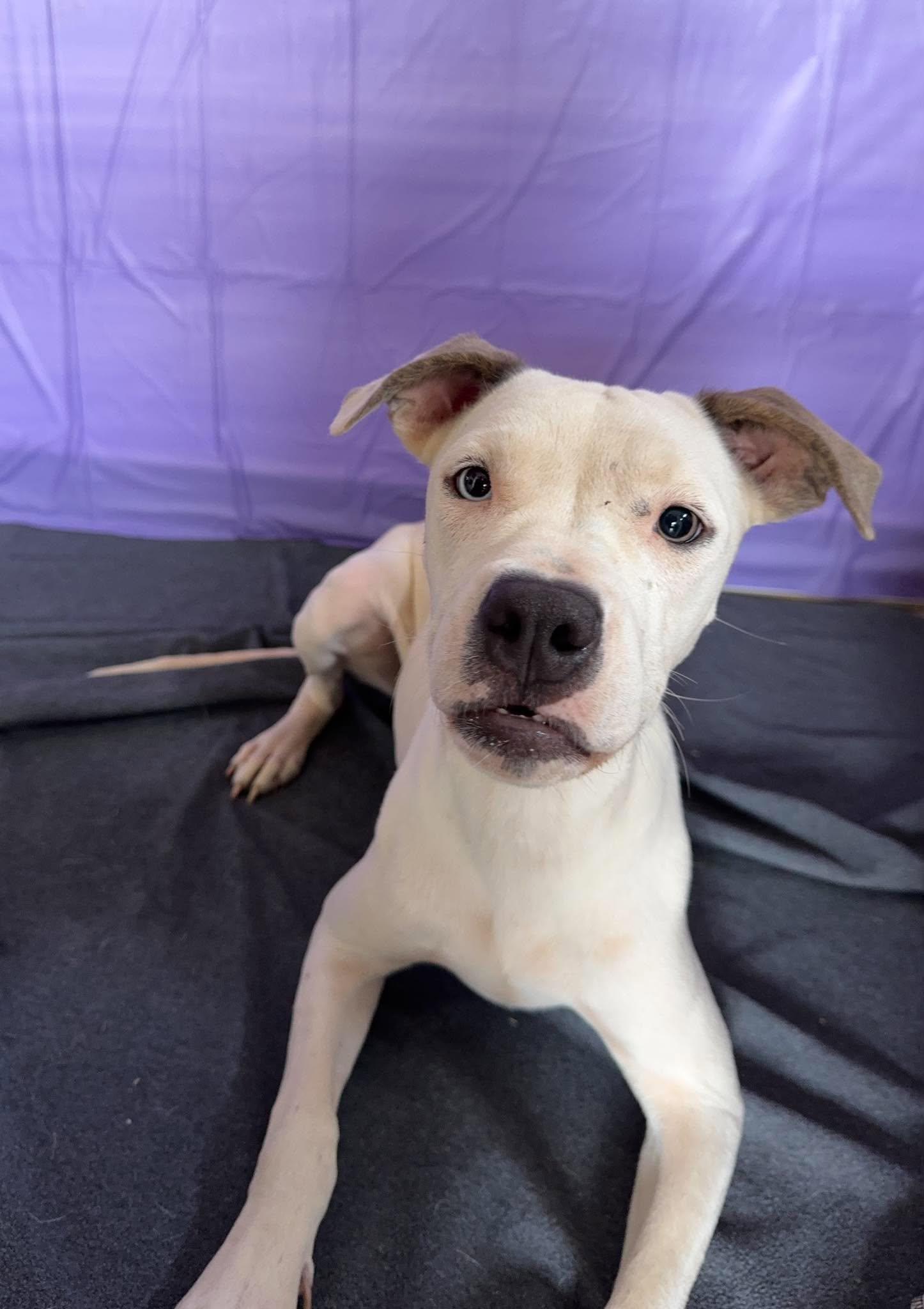 Enlarge Windy, a Adoptable Pit Bull Terrier in Chickasha, OK image 2/3