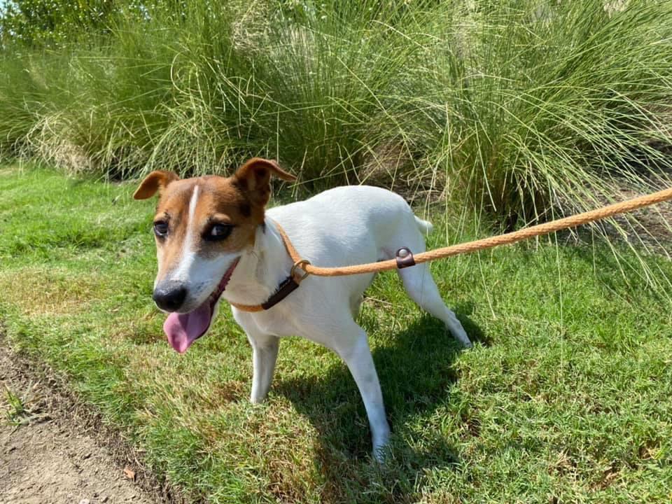 Jack Jack, a Adoptable Jack Russell Terrier in Gun Barrel City, TX image 2/6