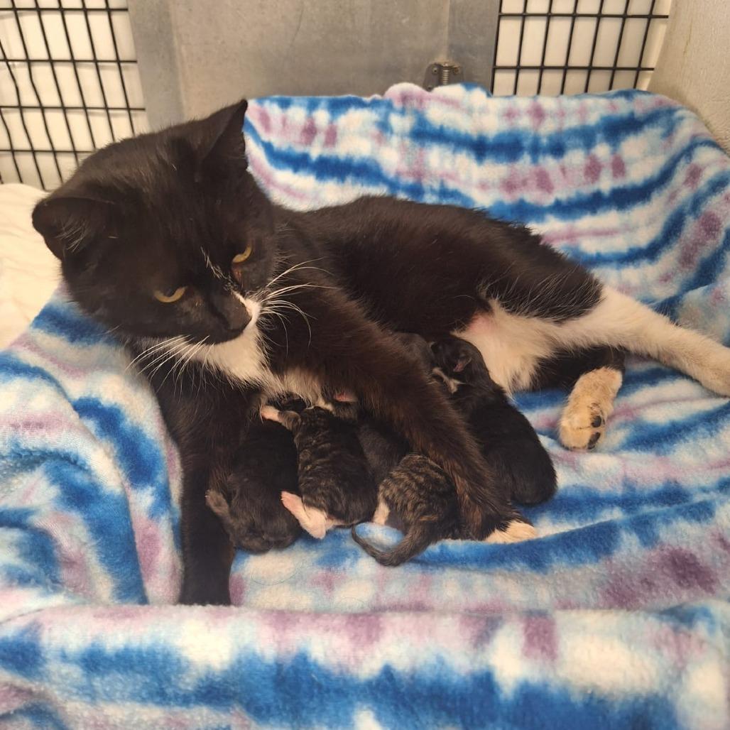 Bootsy Black Cat, Adoptable, Adult Female American Shorthair & American Bobtail.
