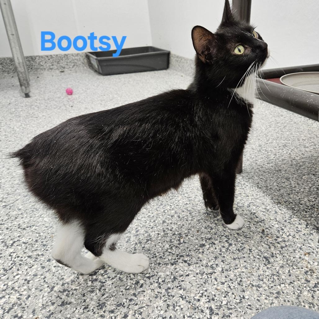 Enlarge Bootsy Black Cat, a Adoptable mixed breed in Kingman, KS image 2/2