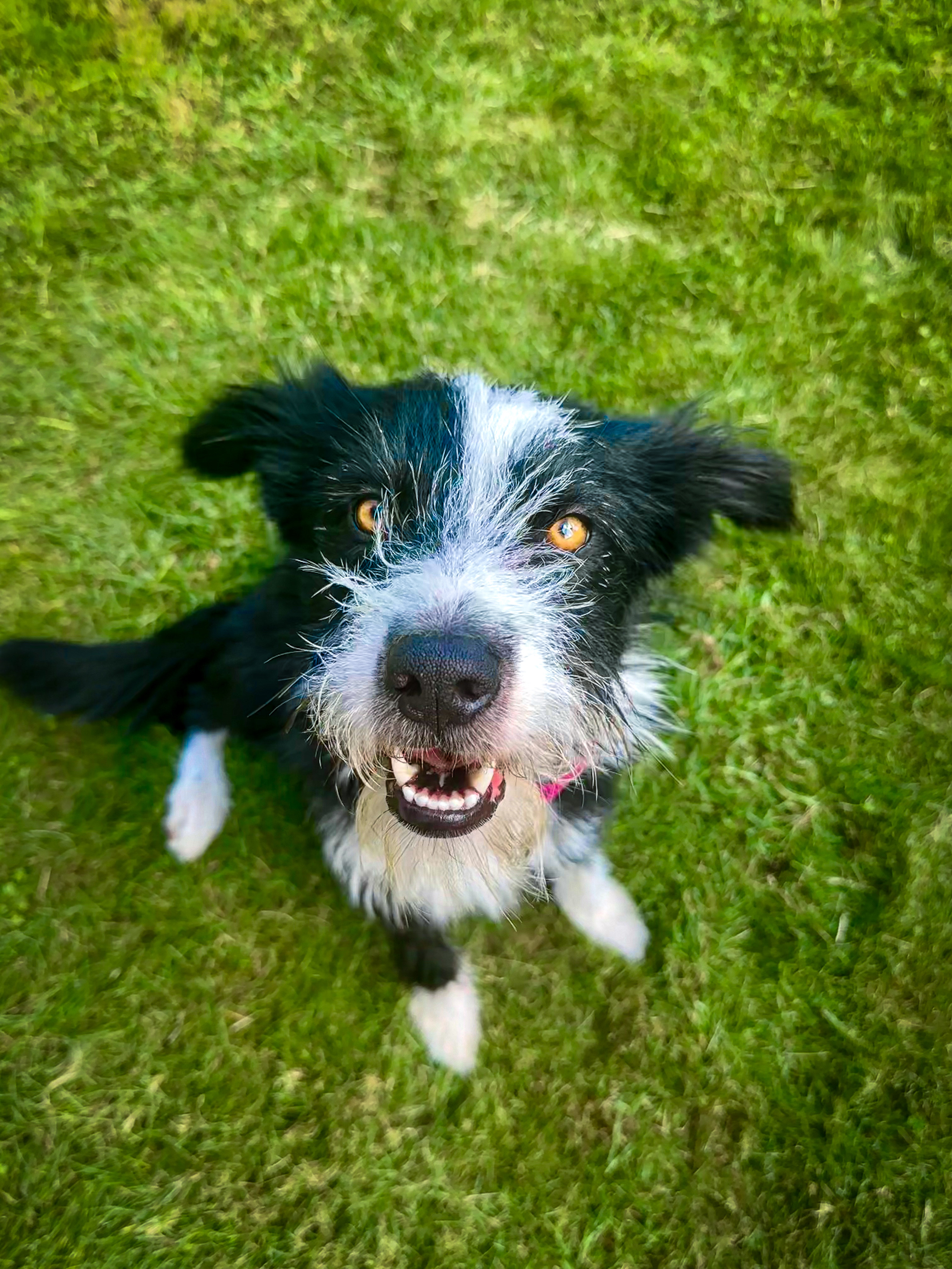 Jolene, Adopted, Young Female Parson Russell Terrier.