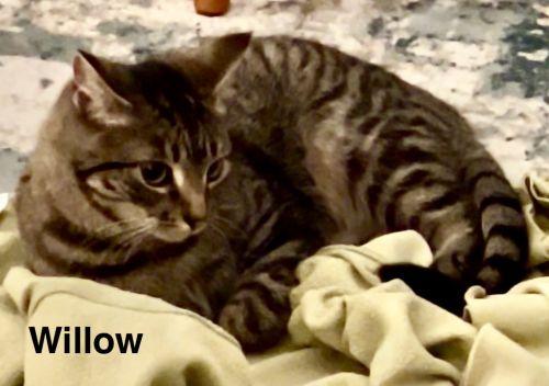 Enlarge Willow, a ADOPTABLE mixed breed in Lenhartsville, PA image 5/5