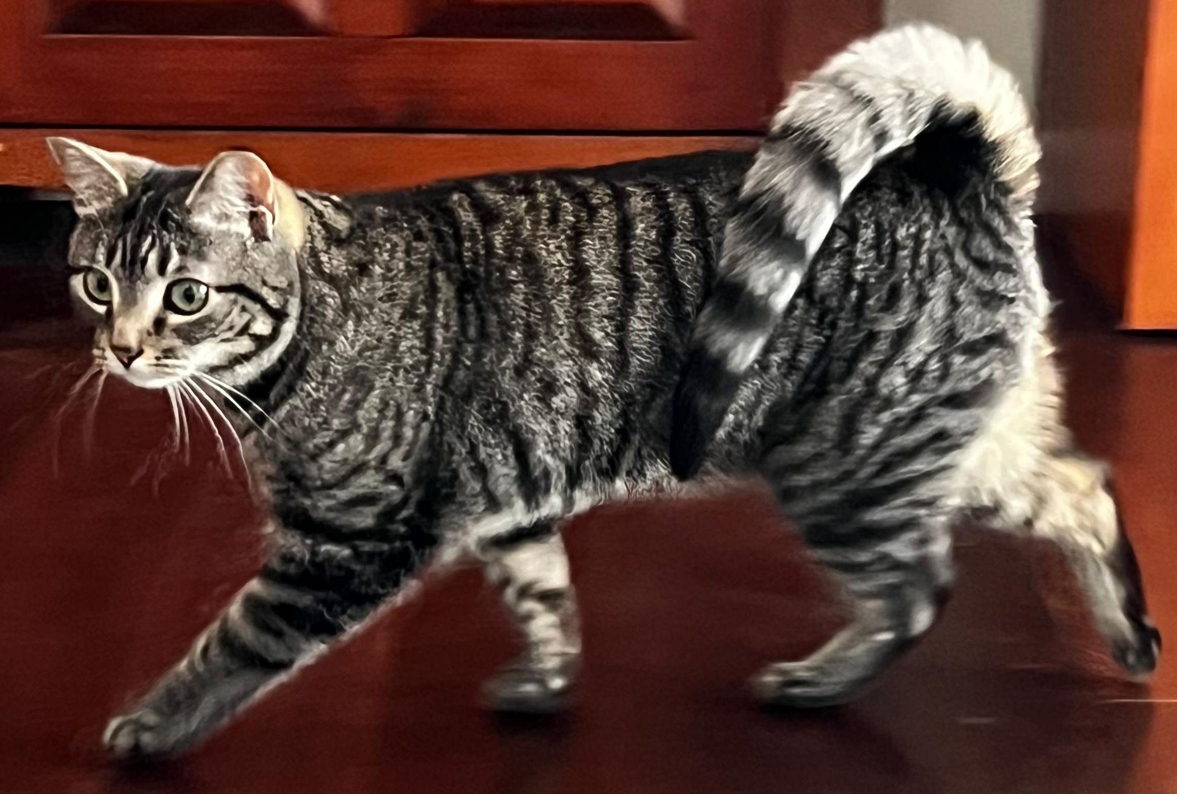 Enlarge Willow, a ADOPTABLE mixed breed in Lenhartsville, PA image 3/5