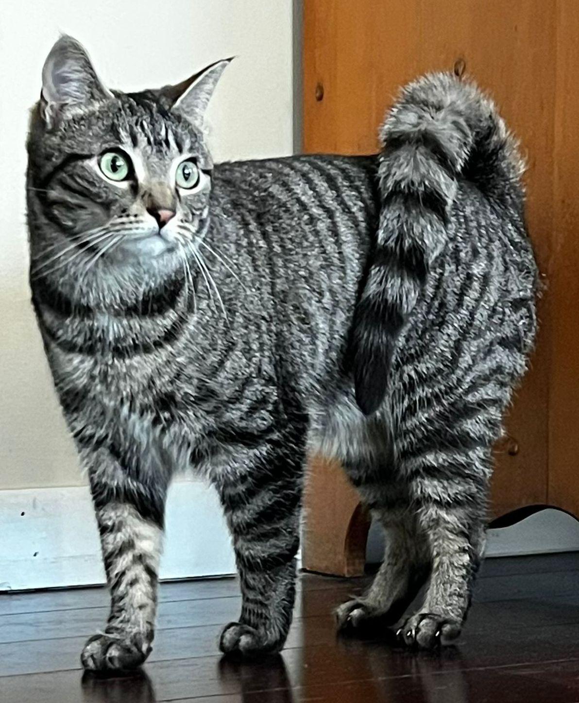 Willow, ADOPTABLE, Adult Female Domestic Short Hair & Tabby.