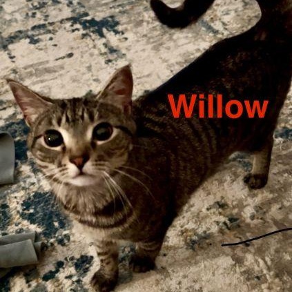 Enlarge Willow, a ADOPTABLE mixed breed in Lenhartsville, PA image 4/5