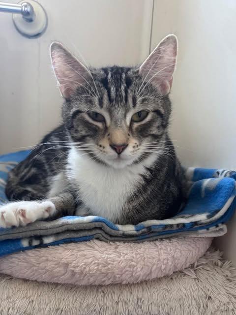 Enlarge Foxy Girl (Foster Cat), a Adoptable mixed breed in Gettysburg, PA image 1/3