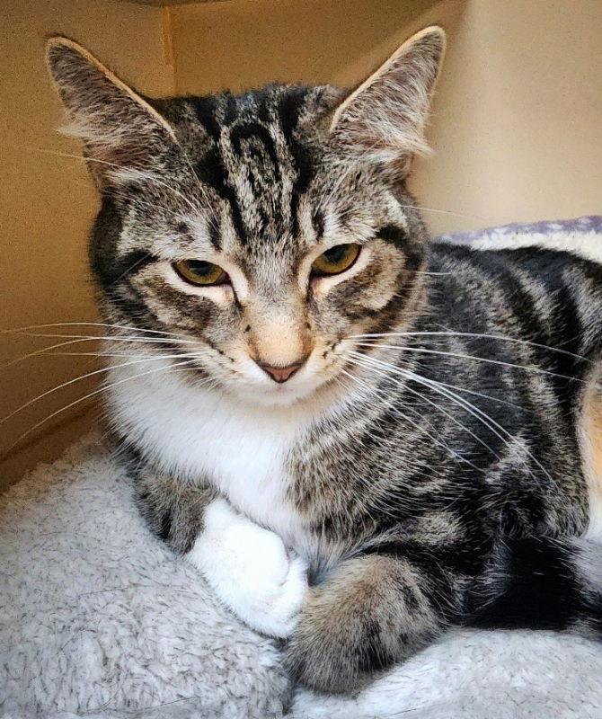 Foxy Girl, Adoptable, Adult Female Domestic Short Hair & Tabby.