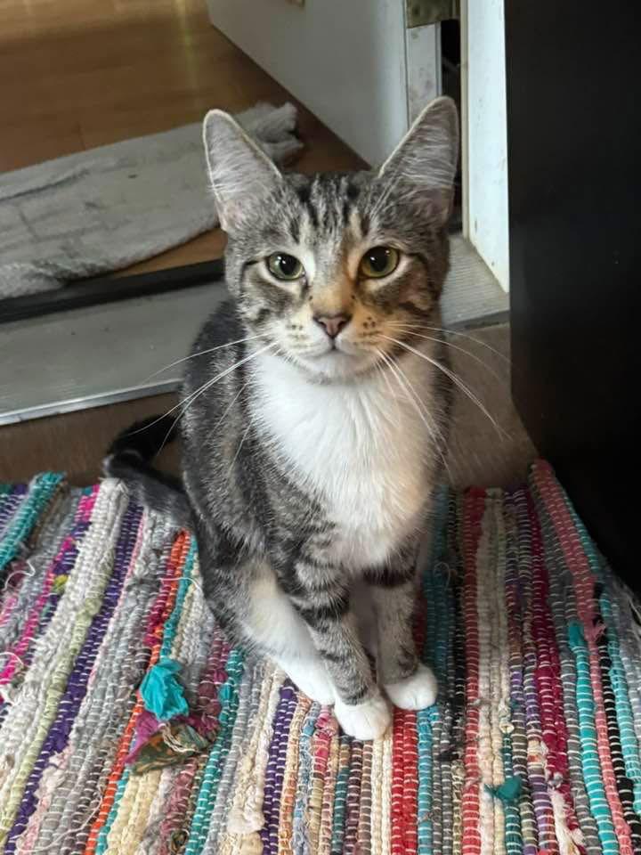 Enlarge Foxy Girl (Foster Cat), a Adoptable mixed breed in Gettysburg, PA image 3/3