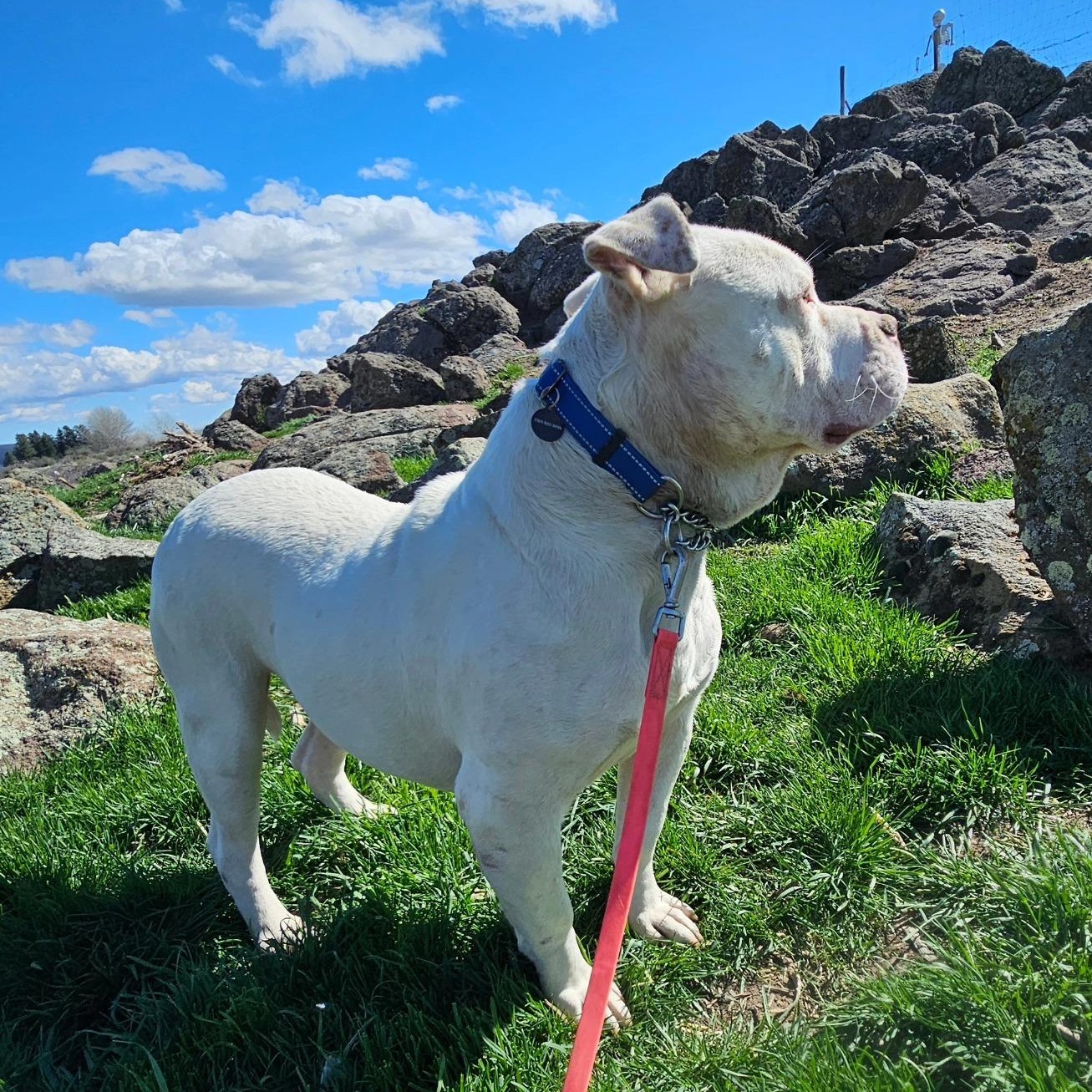 Enlarge Papasito, a Adoptable mixed breed in Ellensburg, WA image 5/6