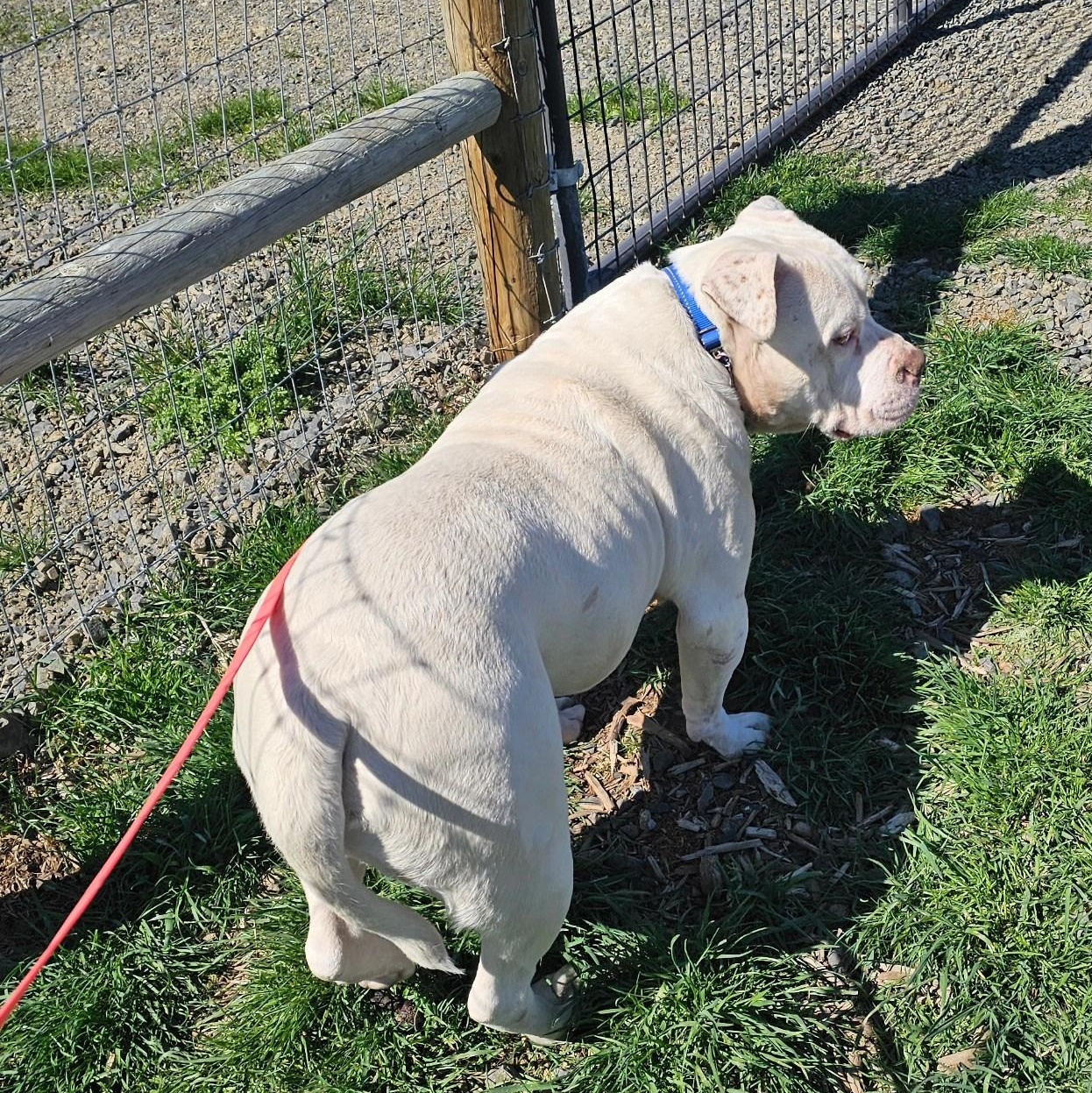 Enlarge Papasito, a Adoptable mixed breed in Ellensburg, WA image 3/6