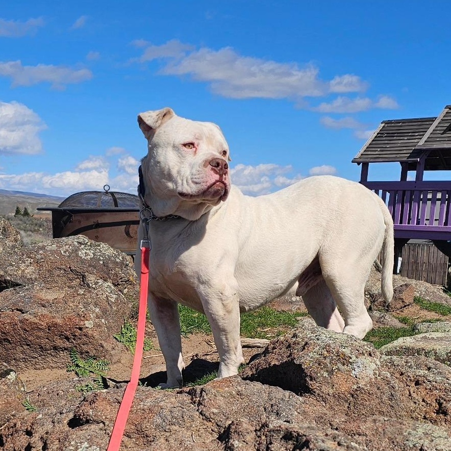 Enlarge Papasito, a Adoptable mixed breed in Ellensburg, WA image 4/6