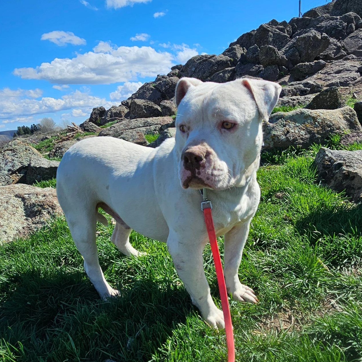 Enlarge Papasito, a Adoptable mixed breed in Ellensburg, WA image 1/6