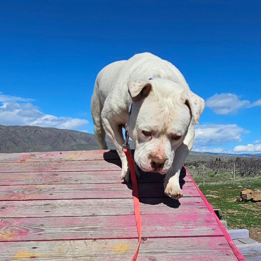 Enlarge Papasito, a Adoptable mixed breed in Ellensburg, WA image 2/6