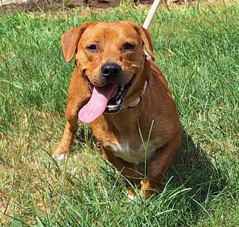 251806  Pinto, Adoptable, Adult Male Dachshund & Pit Bull Terrier.