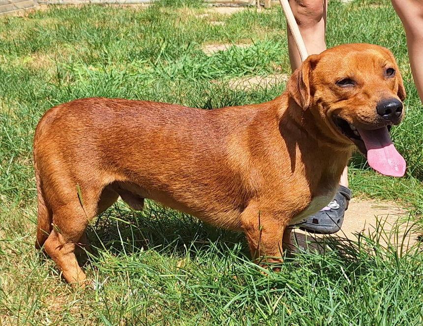 251806 Pinto, a Adoptable mixed breed in Wetumpka, AL image 2/3