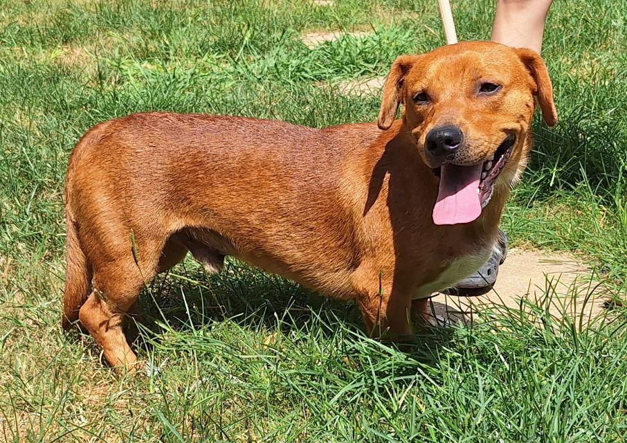 251806 Pinto, a Adoptable mixed breed in Wetumpka, AL image 3/3