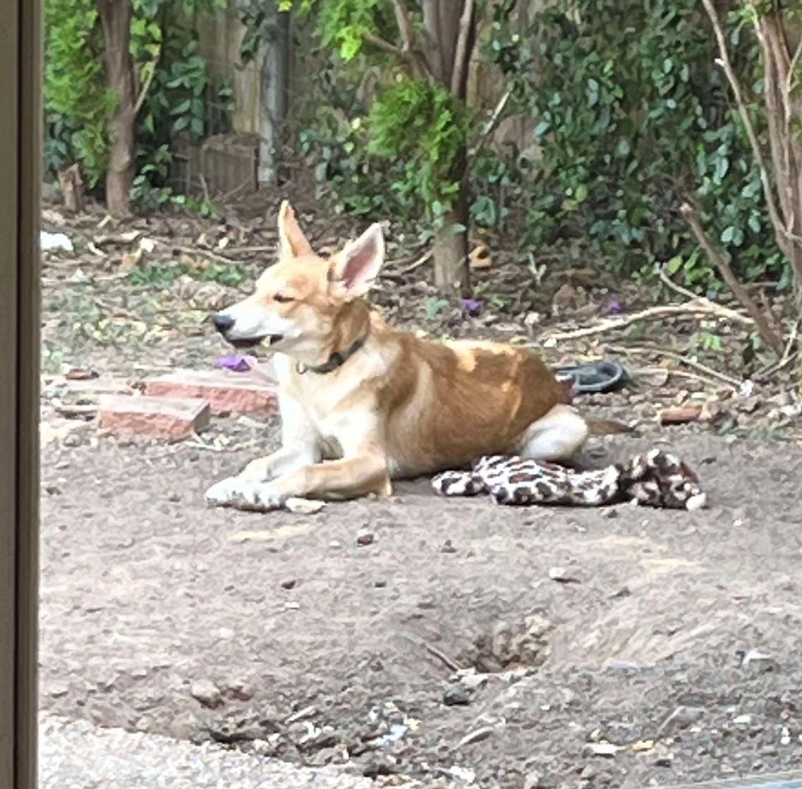 Enlarge Danny, a Adoptable mixed breed in San Antonio, TX image 5/5