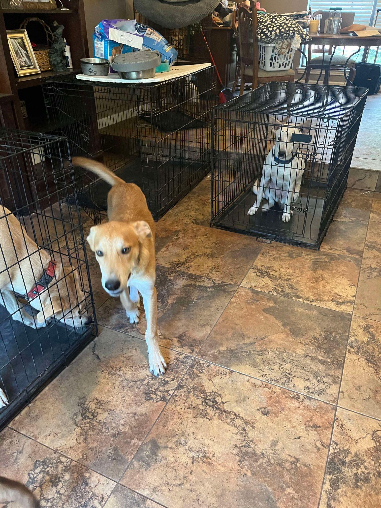 Danny, Adoptable, Puppy Male Shepherd.