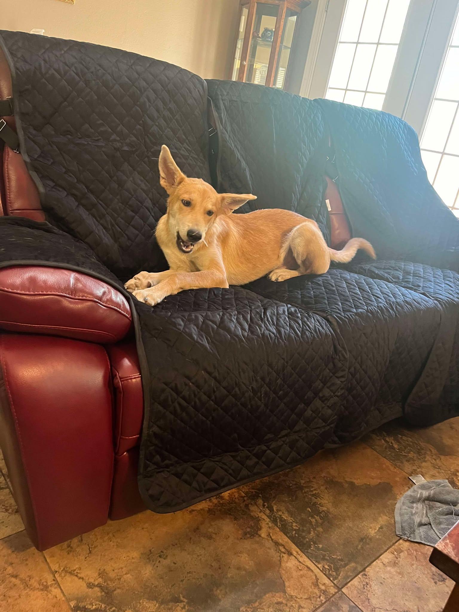 Enlarge Danny, a Adoptable mixed breed in San Antonio, TX image 3/5