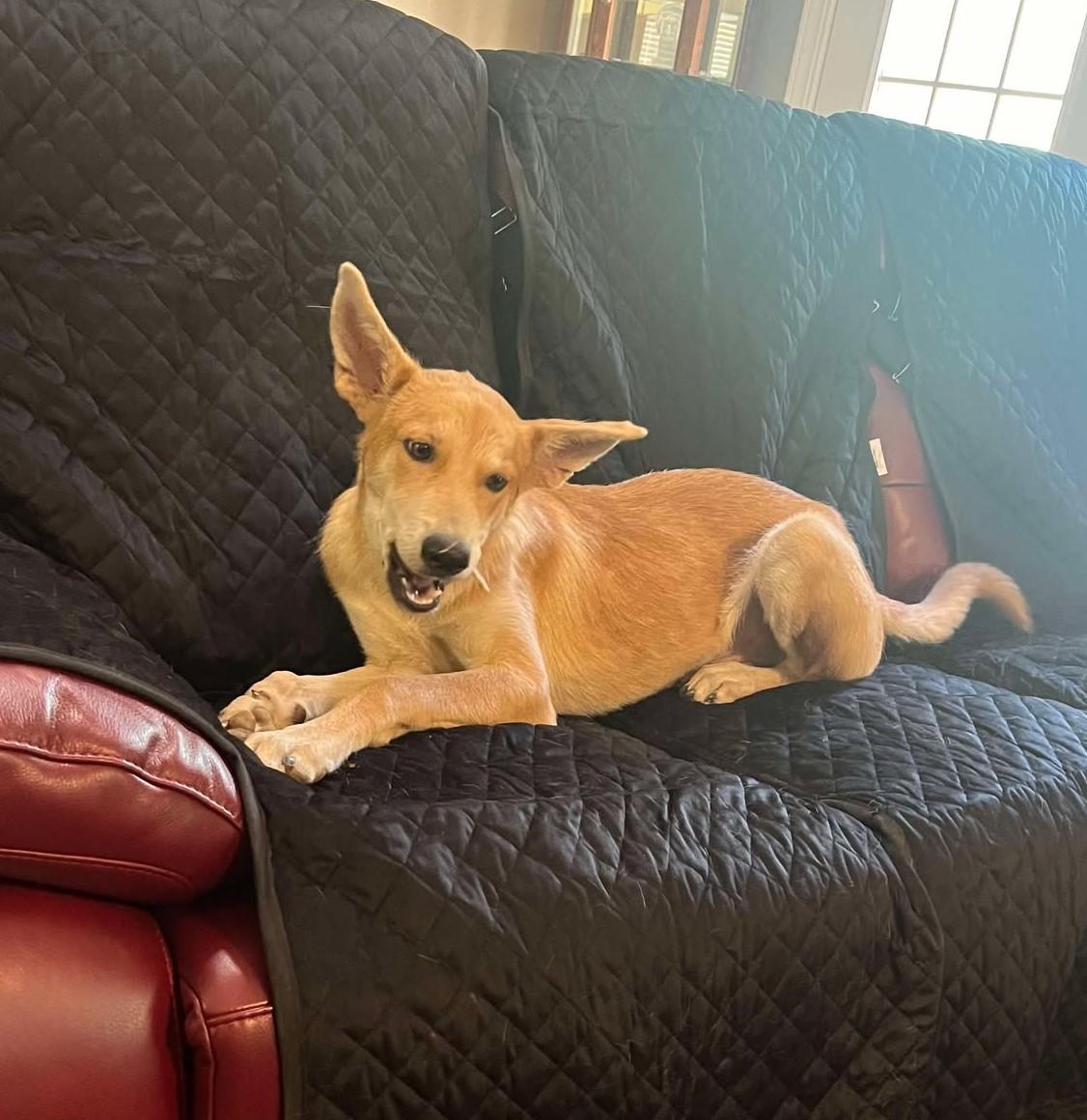 Danny, Adoptable, Puppy Male Shepherd.