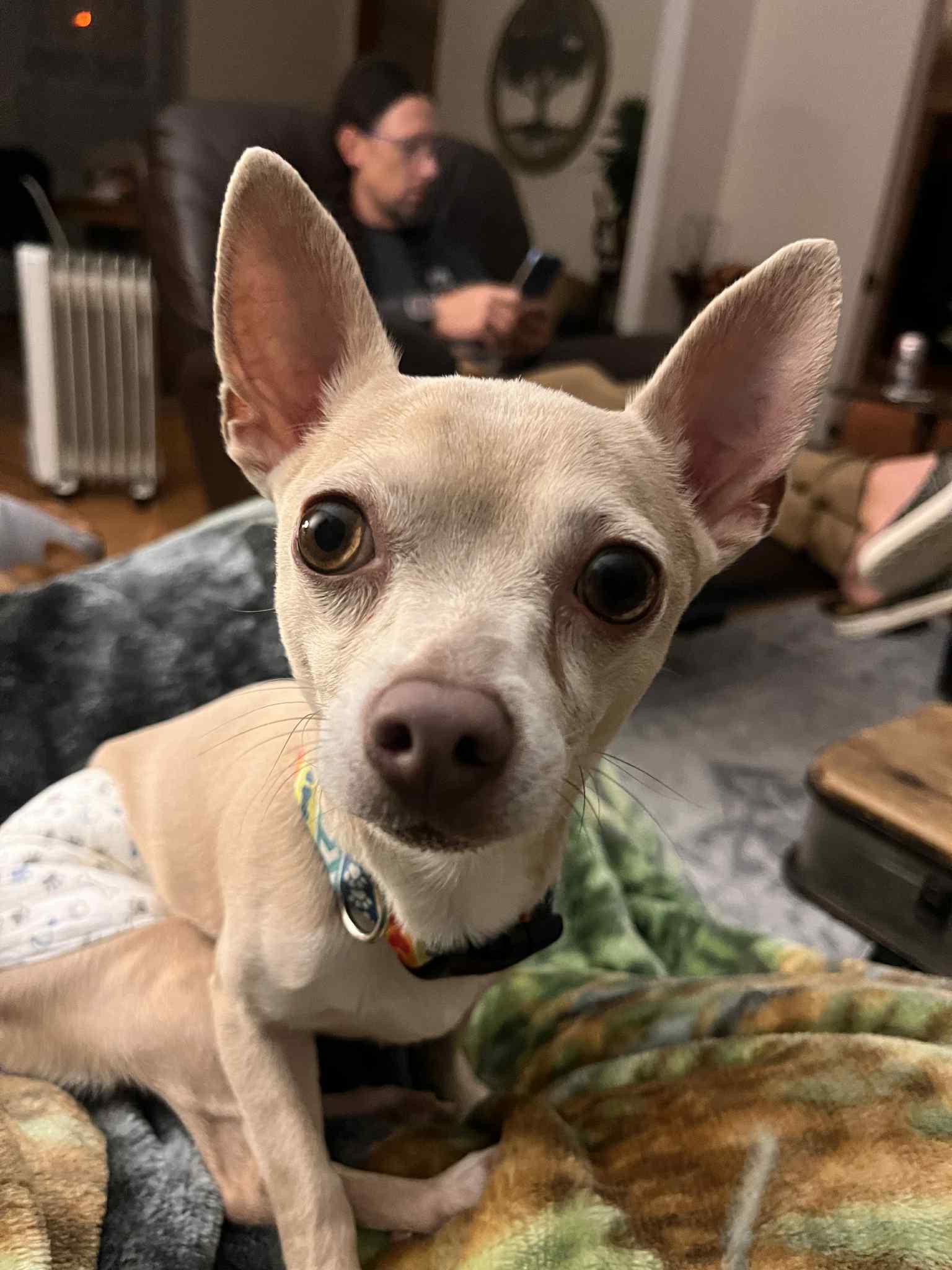 Bergie