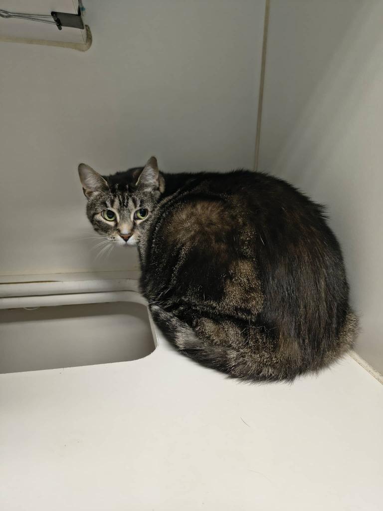 Maggie, Adoptable, Adult Female Domestic Short Hair.